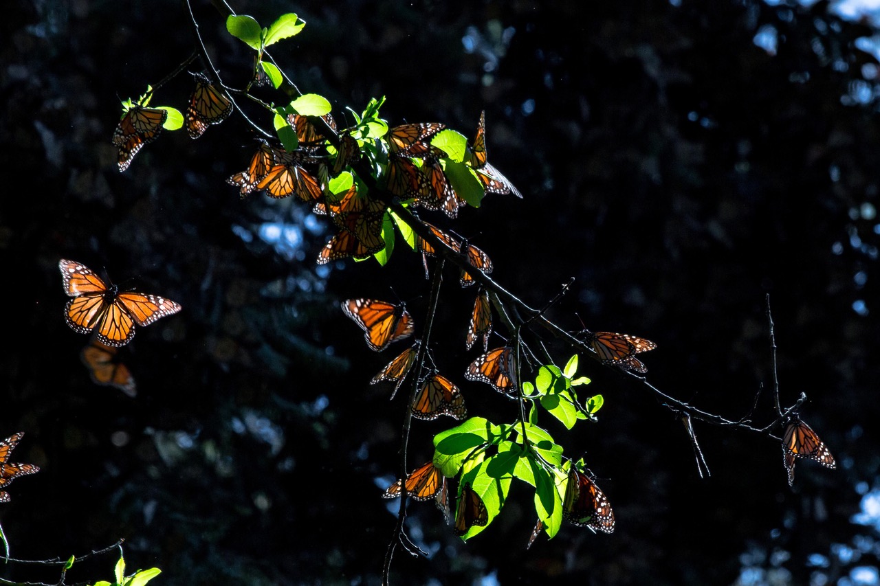 Alistan Apertura De Santuarios De La Mariposa Monarca Capital Estado