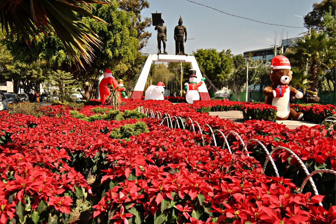 Miles De Flores De Nochebuena Adornan Calles De Ecatepec Capital