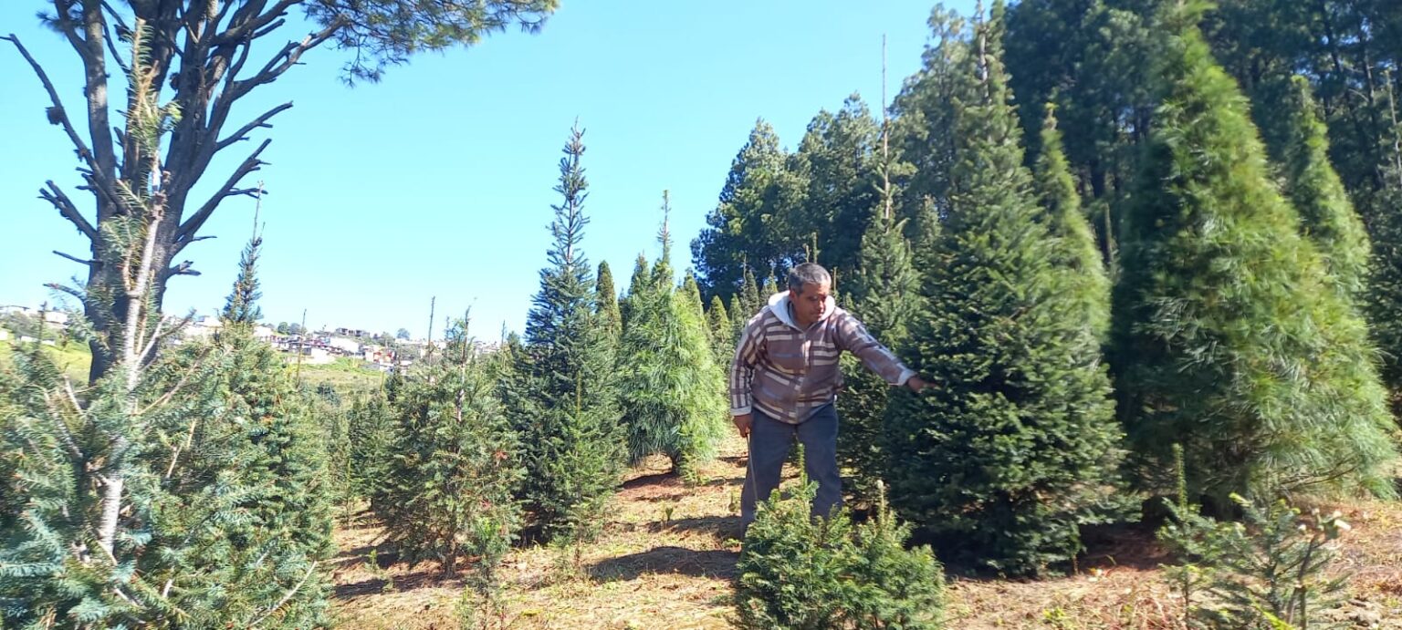 Inicia Venta De Rboles De Navidad Capital Estado De M Xico