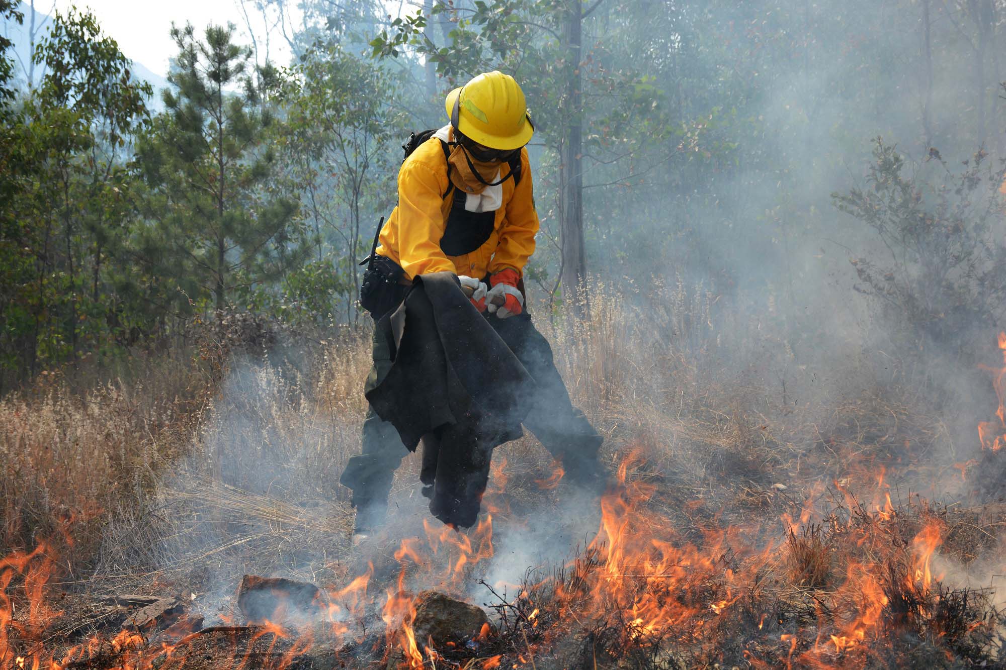 Edoméx La Entidad Con Mayor Número De Incendios Forestales Capital Estado De México 5613