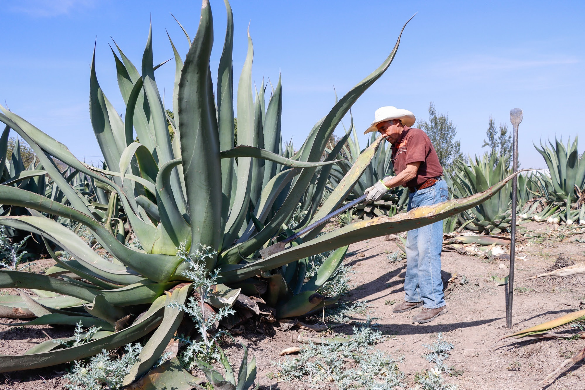 Maguey pulquero ícono comercial, cultural y de biodiversidad Capital